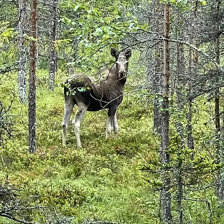 With Great Fishing At Trysilfjellet Tatil Evi *