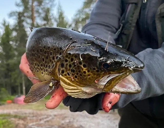 With Great Fishing At Trysilfjellet 펜션 Jordet